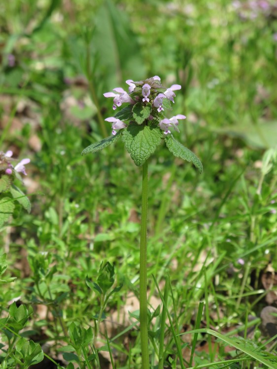 Lamium purpureum